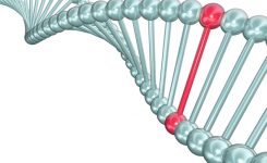 Frameshift-Mutation-Definition-with-Example Frameshift-Mutation-Definition-with-Example