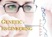 Genetic Engineering Pros and Cons in Humans